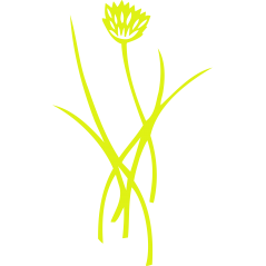 Fleur