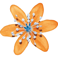 Anemone