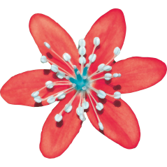 Anemone