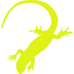 Gecko