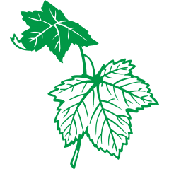 Feuille