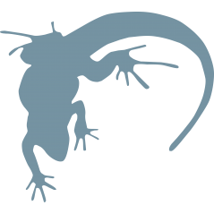 Gecko