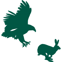 Rapace lièvre