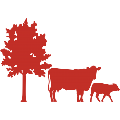 Vache veau