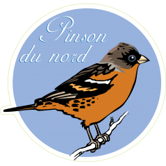 Oiseau pinson