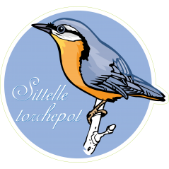 Oiseau sitelle