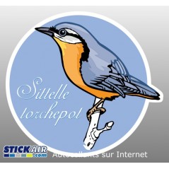 Oiseau sitelle