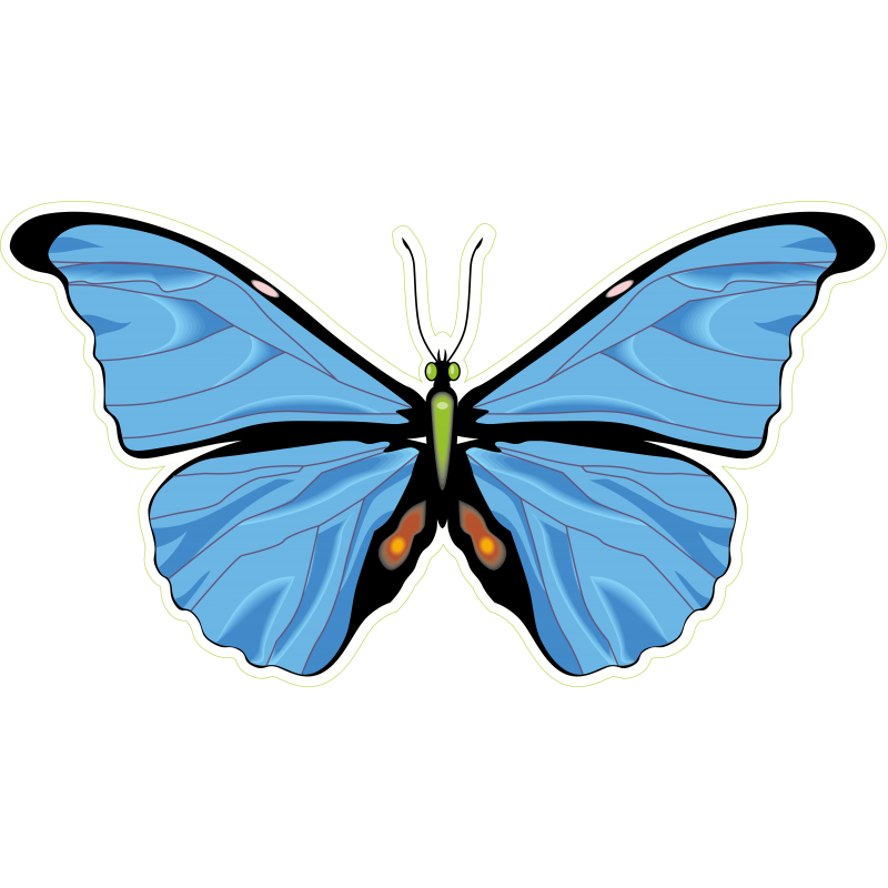 Papillon bleu