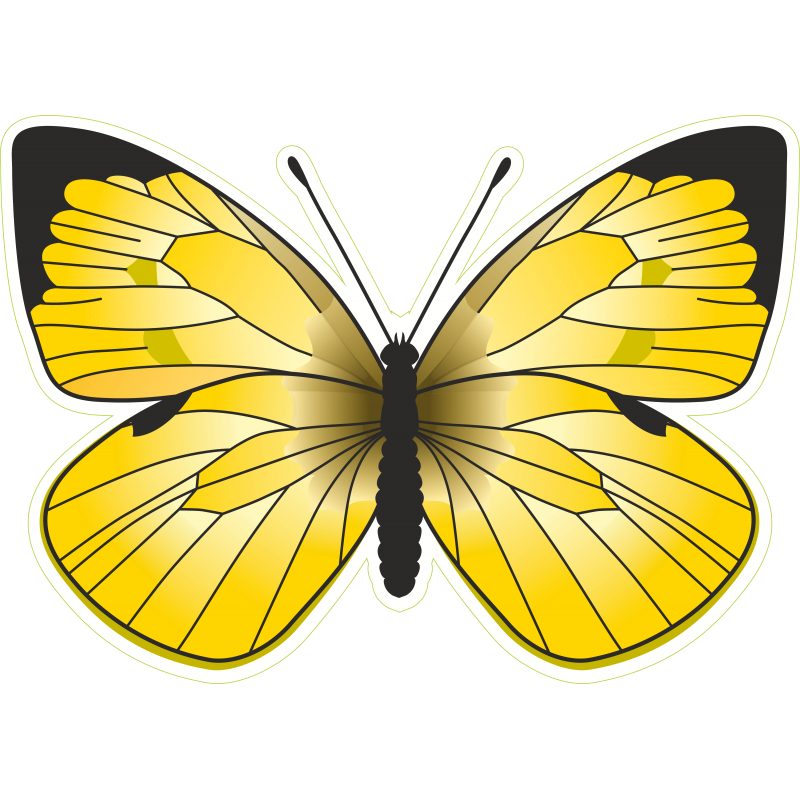 Papillon jaune