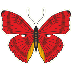 Papillon rouge