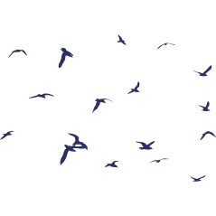 Oiseaux plein air