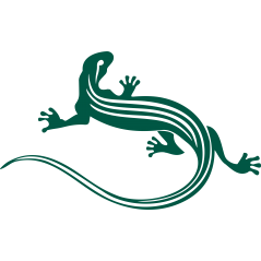 Salamandre rayures