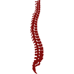 Colonne Vertebrale