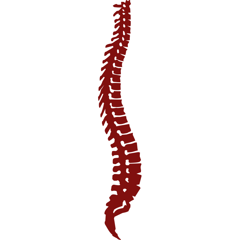 Colonne Vertebrale