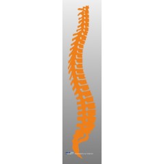 Colonne Vertebrale