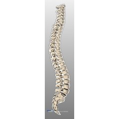 Colonne Vertebrale