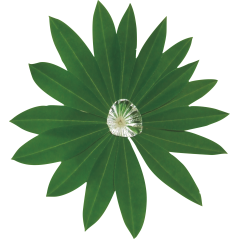 Fleur de feuille