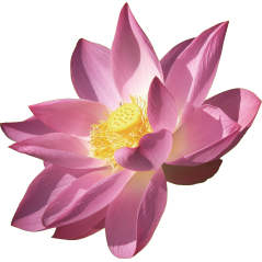 Fleur Rose