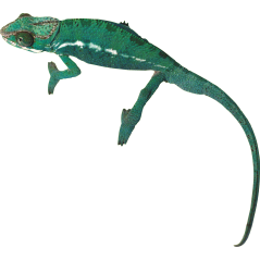 Lézard