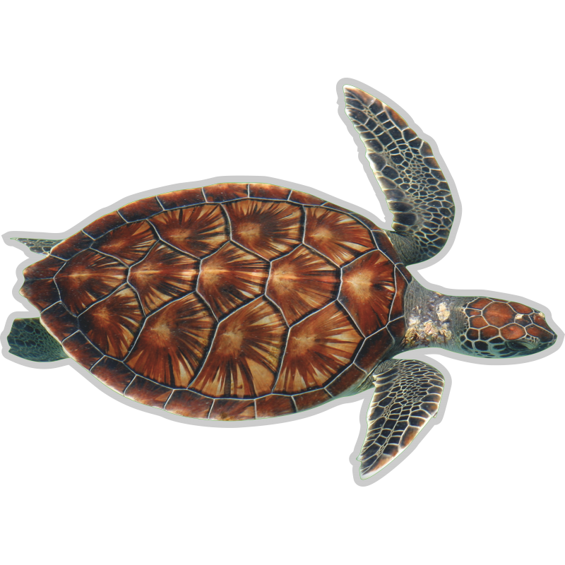 Tortue