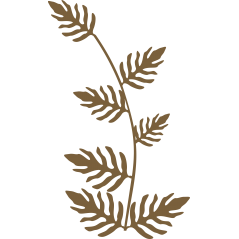Feuille