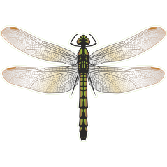 Libellule