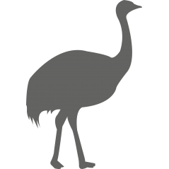 Autruche