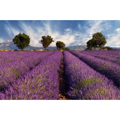Paysage Lavande