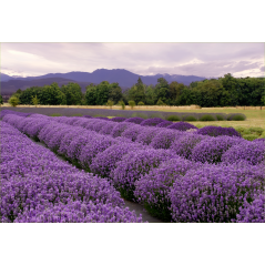 Paysage Lavande