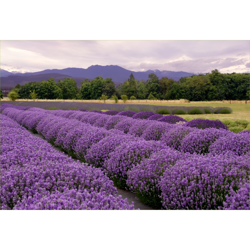 Paysage Lavande