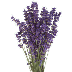 Lavande