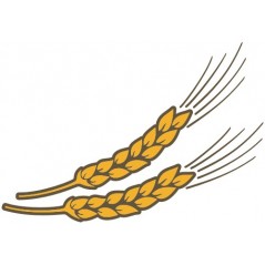 Epis de blé
