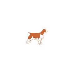 Cocker spaniel anglais