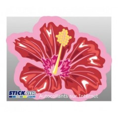 Hibiscus
