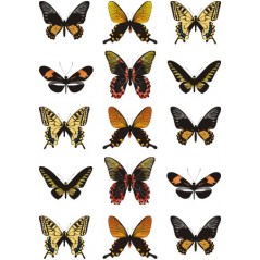 Planche papillons