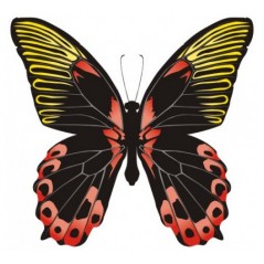 Papillon