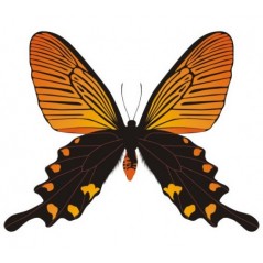 Papillon