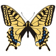 Papillon