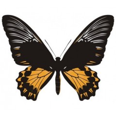 Papillon